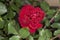 Sick rose bushes and leaves. Protection against diseases in the garden