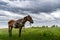 Sick skinny horse in grass field