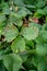 Sick strawberry bushes. Fungal diseases of strawberry leaves. Rust, a brown stain on the leaves of strawberry plants