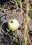 Sick tomato on a bush in the garden