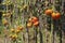 Sick tomatoes in the garden, the vegetables infected with late blight