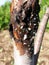 A sick tree trunk -  tree disease