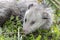 Sick Virginia Oppossum