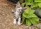 Sick Weak Kitten Beside Mint Plant