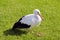 Sick white stork on grass