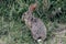 Sick wild hare with ticks attached to its ears. Kruger National Park, Safari in South Africa