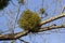 A sick withered tree attacked by mistletoe, viscum. They are woody, obligate hemiparasitic shrubs