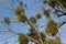 A sick withered tree attacked by mistletoe, viscum. They are woody, obligate hemiparasitic shrubs