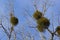 A sick withered tree attacked by mistletoe, viscum. They are woody, obligate hemiparasitic shrubs