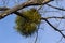 A sick withered tree attacked by mistletoe, viscum. They are woody, obligate hemiparasitic shrubs