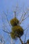 A sick withered tree attacked by mistletoe, viscum. They are woody, obligate hemiparasitic shrubs