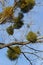 A sick withered tree attacked by mistletoe, viscum. They are woody, obligate hemiparasitic shrubs