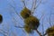 A sick withered tree attacked by mistletoe, viscum. They are woody, obligate hemiparasitic shrubs