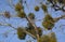A sick withered tree attacked by mistletoe, viscum. They are woody, obligate hemiparasitic shrubs