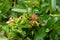 Sick wrinkled green leaves and nectarine fruits in the garden on a tree close-up macro. Peach Orchard Disease Concept