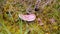 The Sickener (Russula emetica) fungi