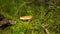 The Sickener (Russula emetica) fungi