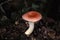 The Sickener, russula emetica, Poisonous mushroom