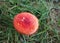The Sickener, russula emetica, red mushroom