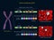 Sickle cell disease mutation