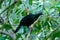 Sickle winged Guan