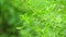 Sida acuta aslo called common wireweed, sidaguri,sidogori with natural background