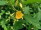 Sida rhombifolia arrowleaf sida, Malva rhombifolia, rhombus-leaved sida, Paddy`s lucerne, jelly leaf, Cuban jute, Queensland-hemp