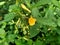 Sida rhombifolia arrowleaf sida, Malva rhombifolia, rhombus-leaved sida, Paddy`s lucerne, jelly leaf, Cuban jute, Queensland-hemp