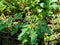 Sida rhombifolia arrowleaf sida, Malva rhombifolia, rhombus-leaved sida, Paddy`s lucerne, jelly leaf, Cuban jute, Queensland-hemp