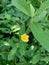 Sida rhombifolia arrowleaf sida, Malva rhombifolia, rhombus-leaved sida, Paddy`s lucerne, jelly leaf, Cuban jute, Queensland-hemp