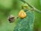 Sida rhombifolia flower arrowleaf sida, Malva rhombifolia, rhombus-leaved sida, Paddy`s lucerne, jelly leaf, Cuban jute, Queensla