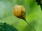 Sida rhombifolia flower arrowleaf sida, Malva rhombifolia, rhombus-leaved sida, Paddy`s lucerne, jelly leaf, Cuban jute, Queensla