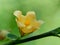 Sida rhombifolia flower arrowleaf sida, Malva rhombifolia, rhombus-leaved sida, Paddy`s lucerne, jelly leaf, Cuban jute, Queensla