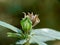 Sida rhombifolia flower arrowleaf sida, Malva rhombifolia, rhombus-leaved sida, Paddy`s lucerne, jelly leaf, Cuban jute, Queensla