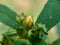 Sida rhombifolia flower arrowleaf sida, Malva rhombifolia, rhombus-leaved sida, Paddy`s lucerne, jelly leaf, Cuban jute, Queensla