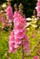 Sidalcea prairie mallow pink flowers on spike shaped stem with bee on flower selective focus