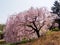 Sidarezakura Sakura tree on hillside, Kyoto, Japan