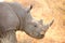 Side angle close up of the head of an African White Rhino in a South African game reserve