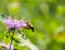 Side angle shot of hawkmoth visiting purple flower in a meadow