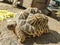 Side angle view Closeup of Tortoises are reptile species of the family Testudinidae of the order Testudines