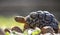 Side of a baby African tortoise exploring through grass foliage and rocks.