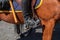 Side of beautiful brown horse with police riding boot in stirrup