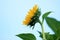 The side of beautiful sunflower on background of blue sky. Nature background with copy space.