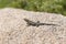 Side Blotched Lizard on a Desert Rock