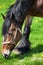 Side close up of a brown horse