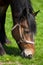 Side close up of a brown horse eating fresh grass