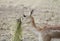 Side close-up of the Impala eating grass.