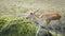 Side close-up of the Impala eating grass.