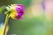 Side close-up of a magenta flower