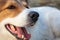 Side close up view of white and brown greek shepherd dog with open mouth against blurry